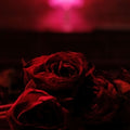 Paper Kites – Roses